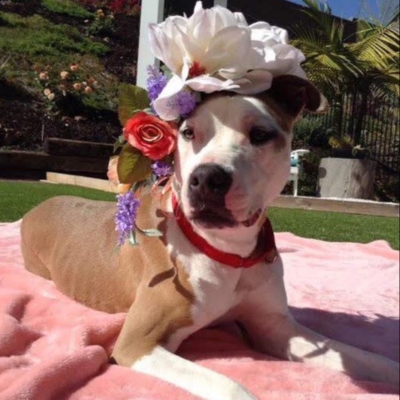 Meet your Posher, Tegan - Picture 9 of 13